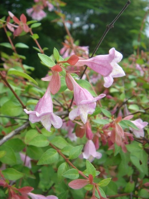 Abelia schummanii